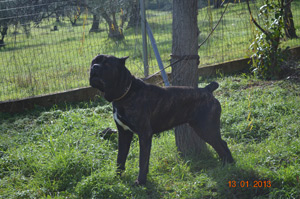 dias de valoroso 16 months old  gr.ch.ainias x ellena 2