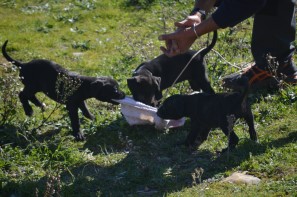 female puppies 45 days old - evaluation 6 test