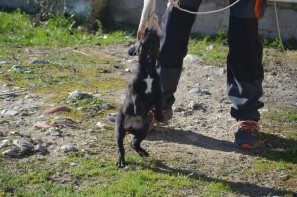 male puppies 45 days old- evaluation test 27